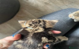 Bengal cats for sale: 9 BENGAL RAGDOLL X KITTENS - Image 34