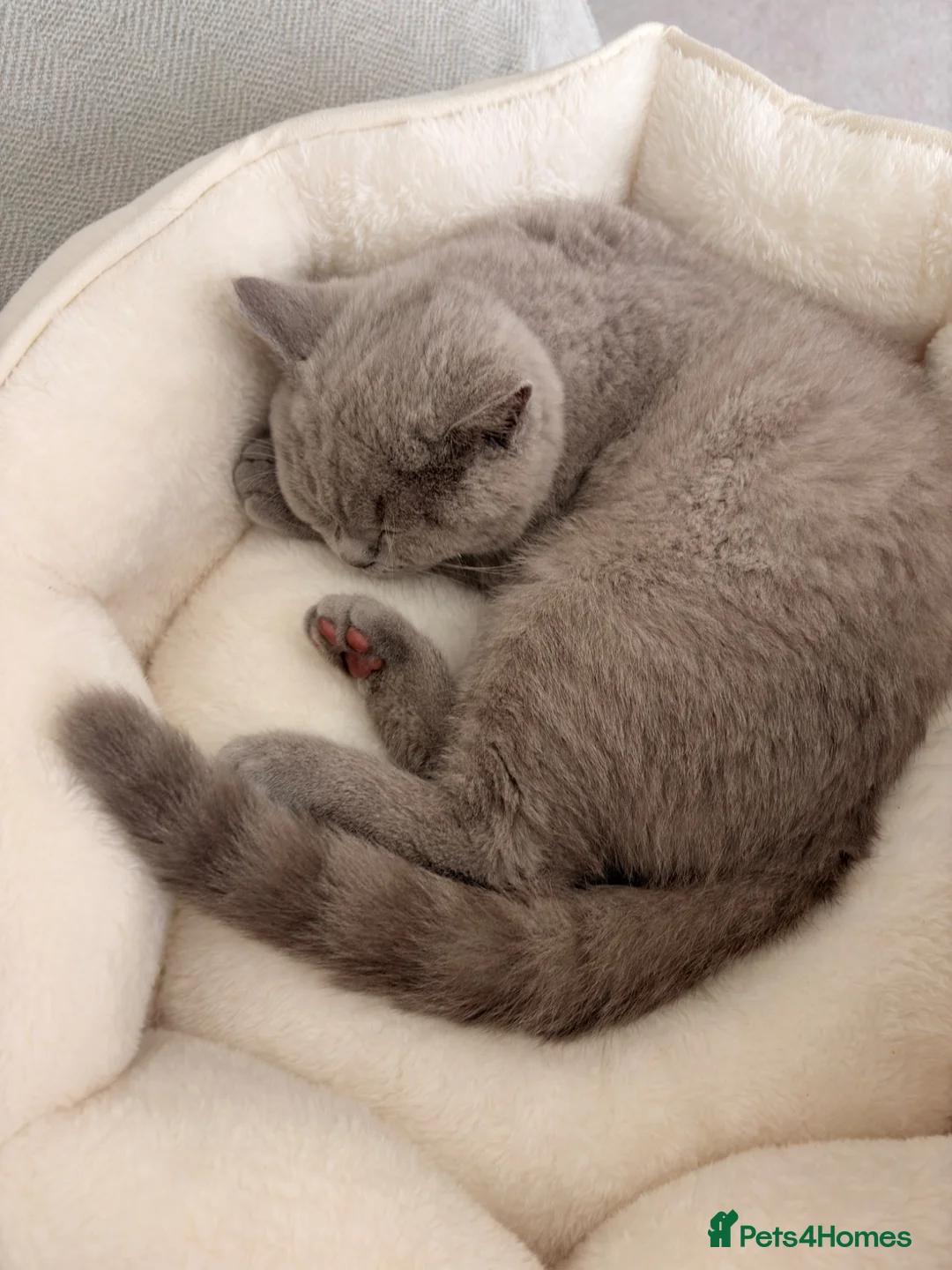 British Shorthair cats for sale: Lilac British Shorthair Boy - TICA ⭐ - Advert 2