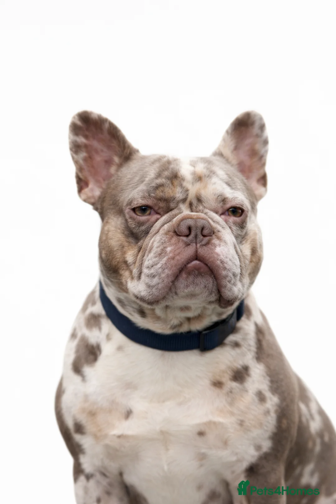 French Bulldog dogs for sale: 💥👀 NEW SHADE ISABELLA, MERLE TRI LILAC   - Advert 4