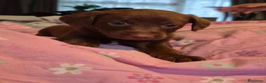 Mixed Breed 9