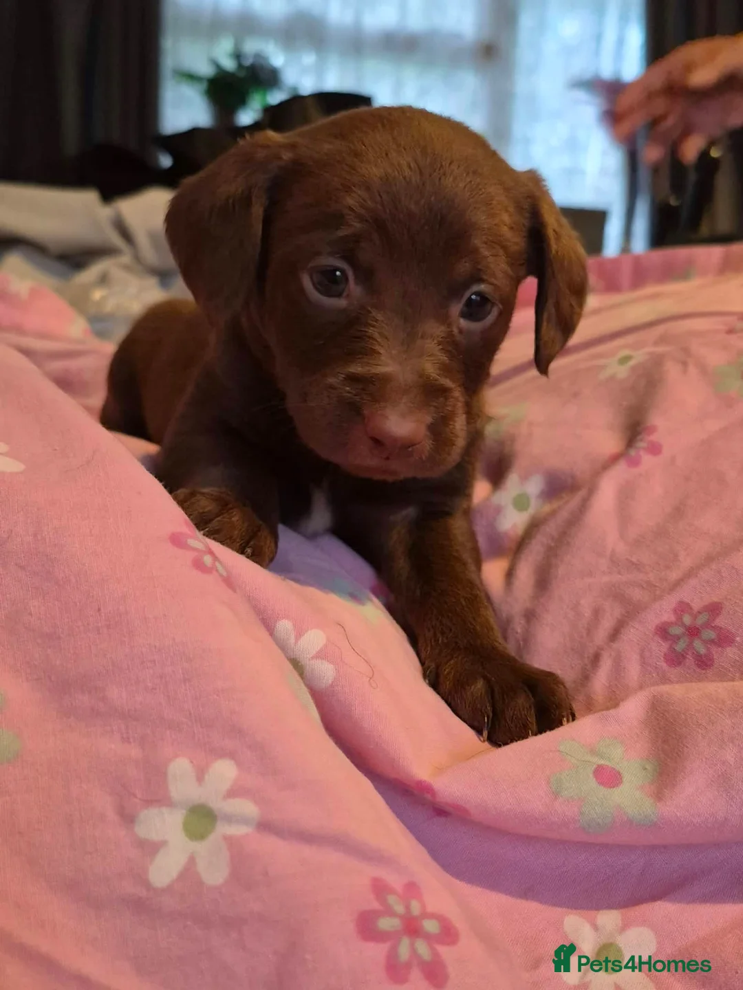 Mixed Breed dogs for sale: Gorgeous jackapoo x puppies  - Advert 2