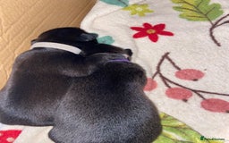 Mixed Breed dogs for sale: Staffy X puppies - Advert 2