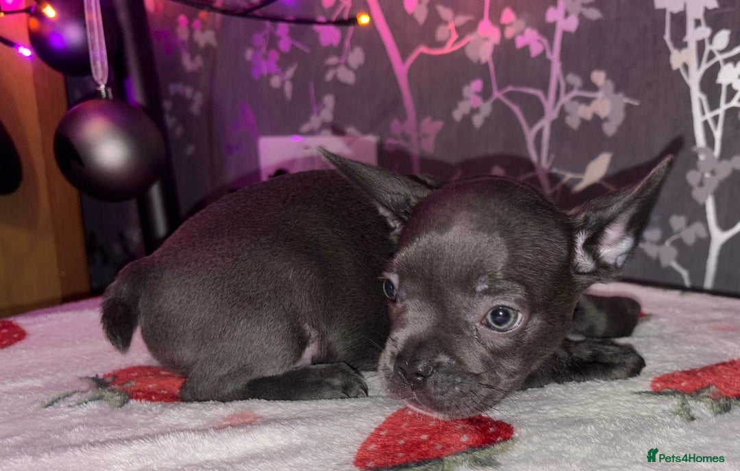 French Bulldog dogs for sale: French bulldog puppy’s - Image 15