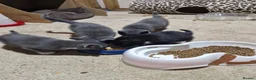 Mixed Breed cats for sale: Kittens, grey and white, black in Chelmsford - Advert 9