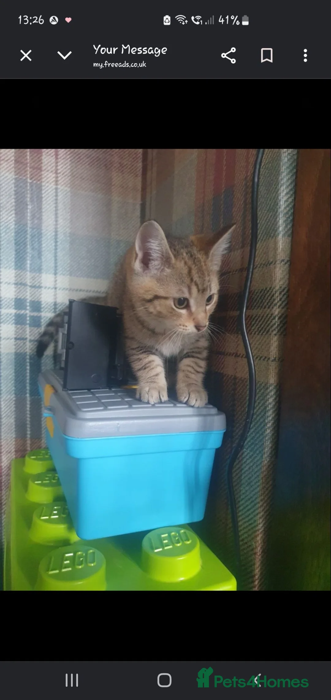 Mixed Breed cats for sale: Adorable kittens - Advert 36