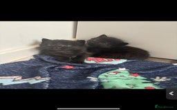 Mixed Breed cats for sale: 7 all black kittens - Image 17