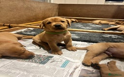 Labrador Retriever dogs for sale: KC Registered Fox Red Labrador Puppies  - Image 18