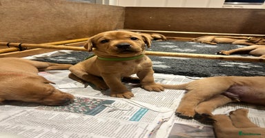 Labrador Retriever dogs - Advert 3