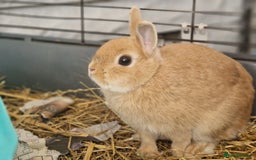 Netherland Dwarf rabbits for sale: Rare pretty purebred ginger Netherland dwarf girl - Image 6
