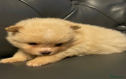 Pomeranian dogs for sale: Beautiful 🤩 Pomarenian puppies  - Image 11