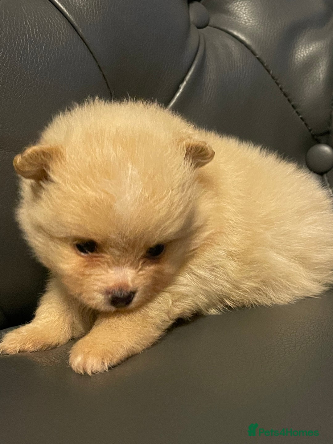 Pomeranian dogs for sale: Beautiful 🤩 Pomarenian puppies  - Image 11