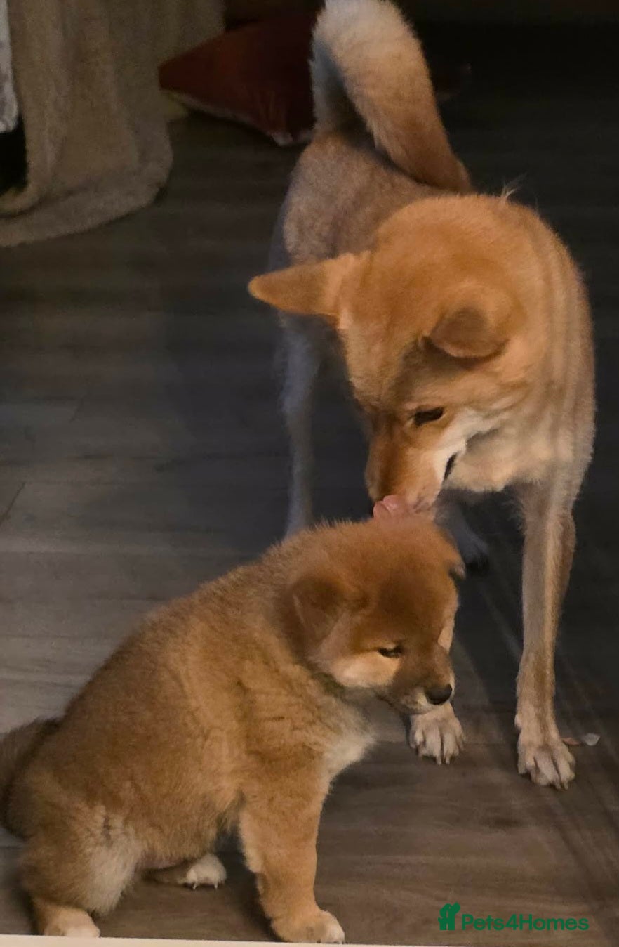 Japanese Shiba Inu dogs Puppy dog  - Advert 12