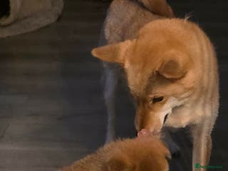 Japanese Shiba Inu dogs Puppy dog - Advert 2