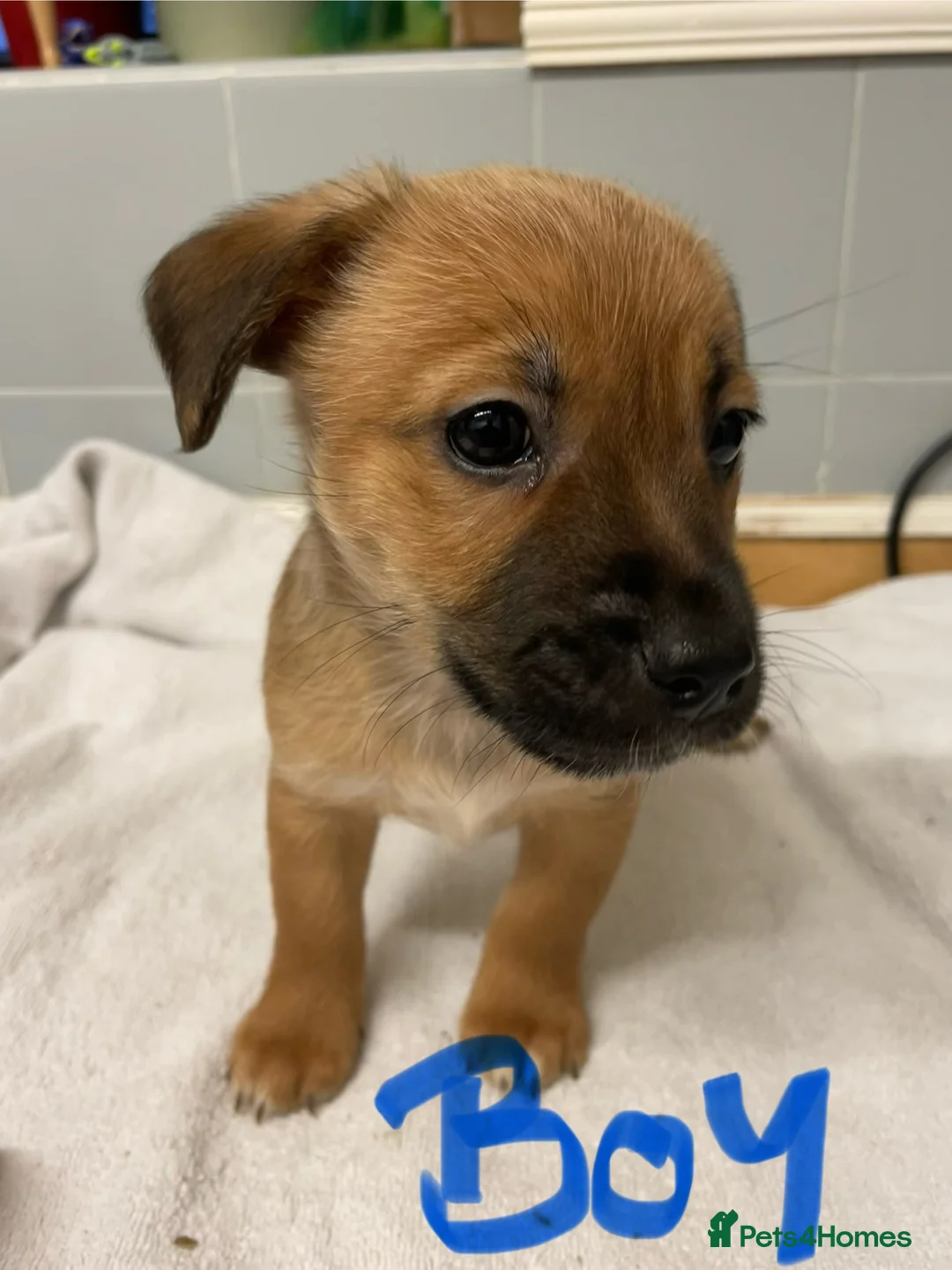 Jack Russell dogs for sale: Beautiful Jack Russell puppies  - Advert 8