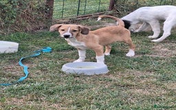 Mixed Breed dogs for adoption: Heidy for adoption - Image 2