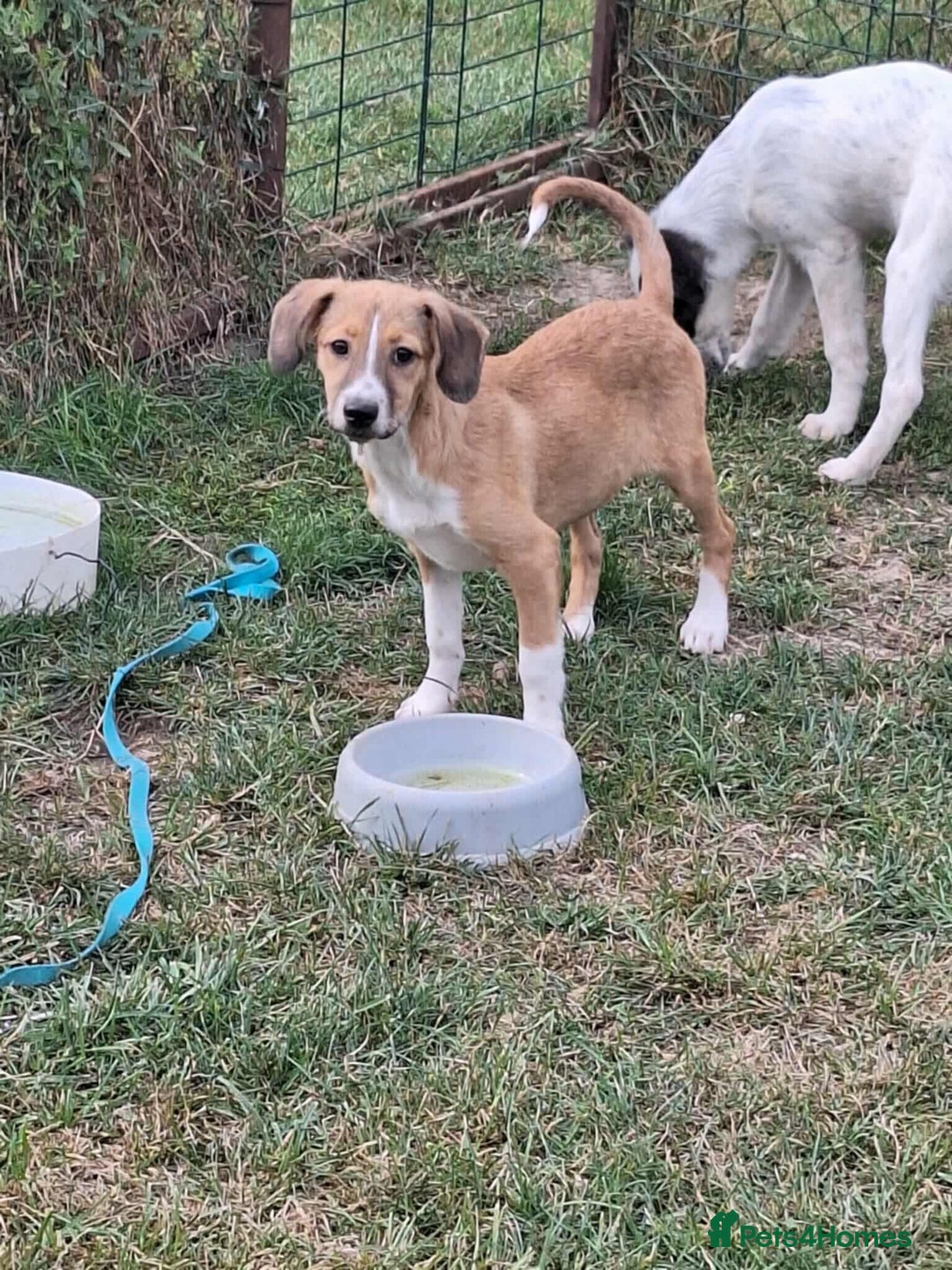 Mixed Breed dogs for adoption: Heidy for adoption - Image 2