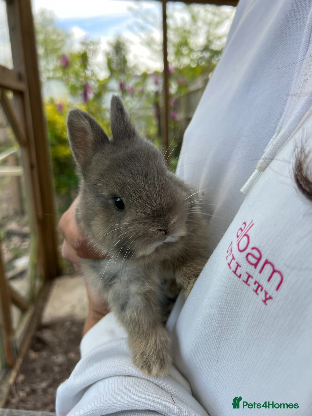 Netherland Dwarf rabbits for sale: Purebred Netherland dwarf bunnies - Advert 6