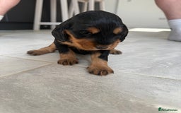 Cocker Spaniel dogs for sale: ****only 2 left****Stunning cocker puppies - Image 29