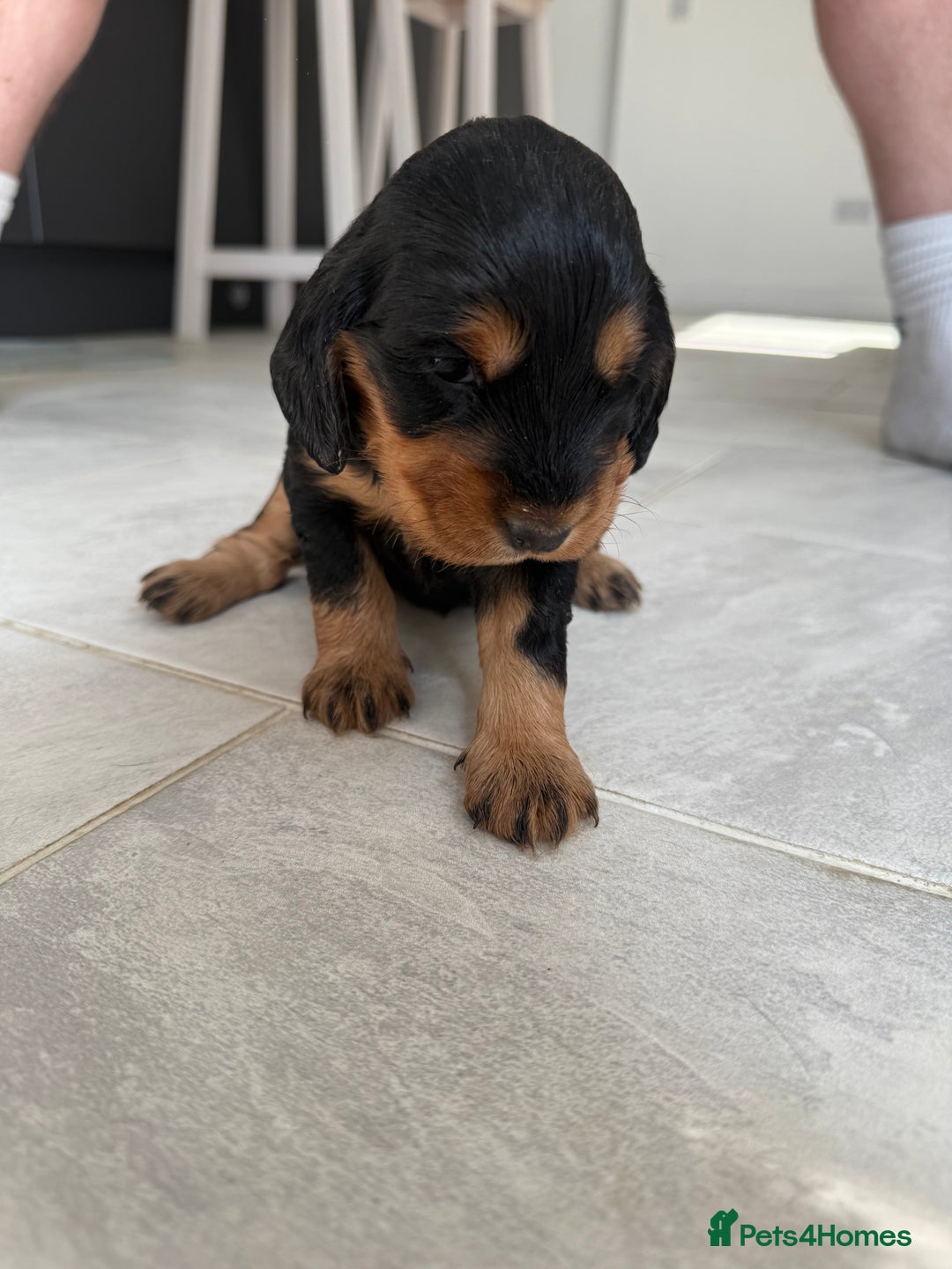Cocker Spaniel dogs for sale: ****only 2 left****Stunning cocker puppies - Image 29