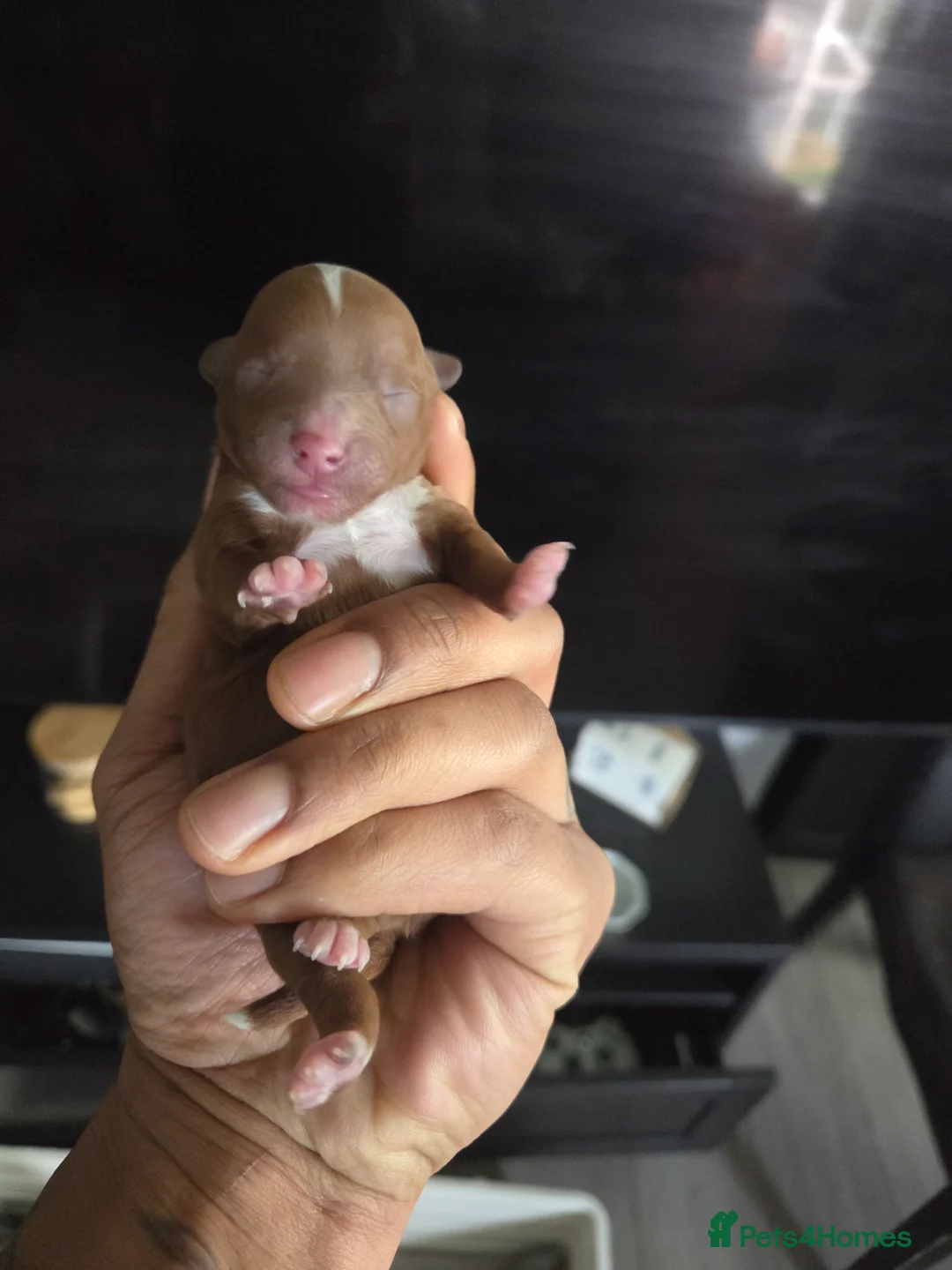 Cavapoo dogs for sale: 5x Asian Toy Poodle X Cavapoo Puppies  - Advert 19