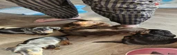 Dachshund dogs for sale: Dachshund puppies  - Advert 9