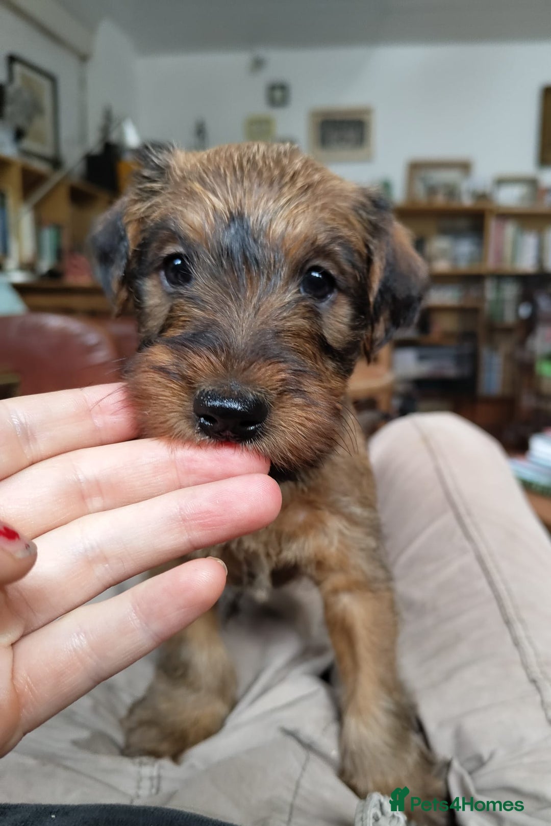 Irish Terrier dogs for sale: KC 5th Generation Pedigree Irish Terrier Puppies  - Image 3