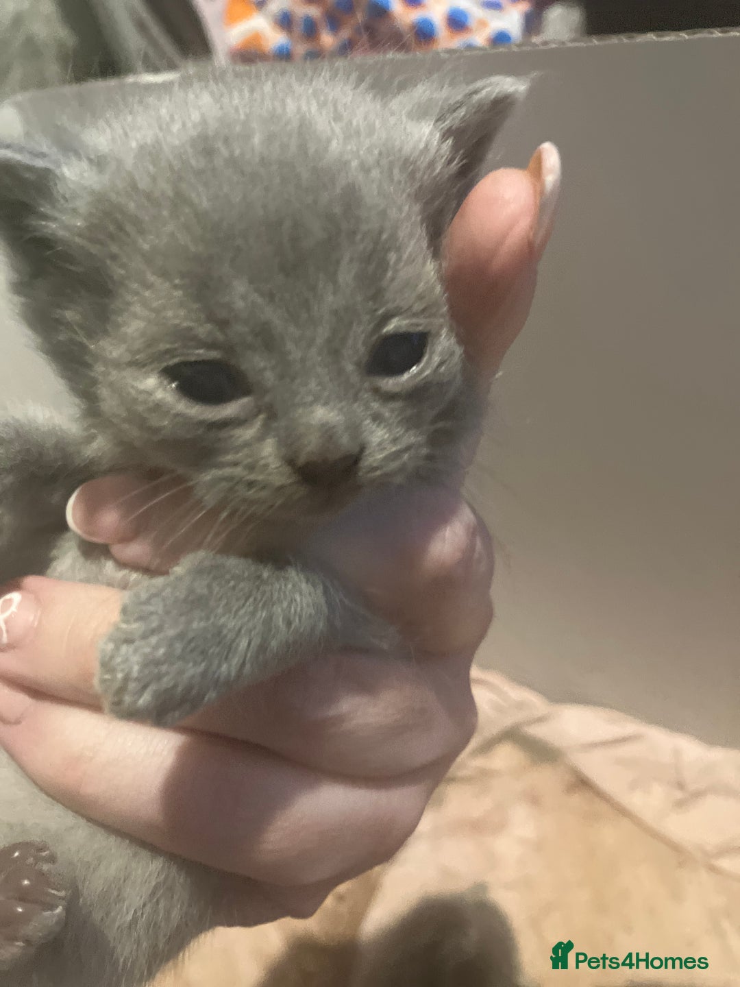 Mixed Breed cats for sale: Half british short hair kittens for reserve - Advert 6