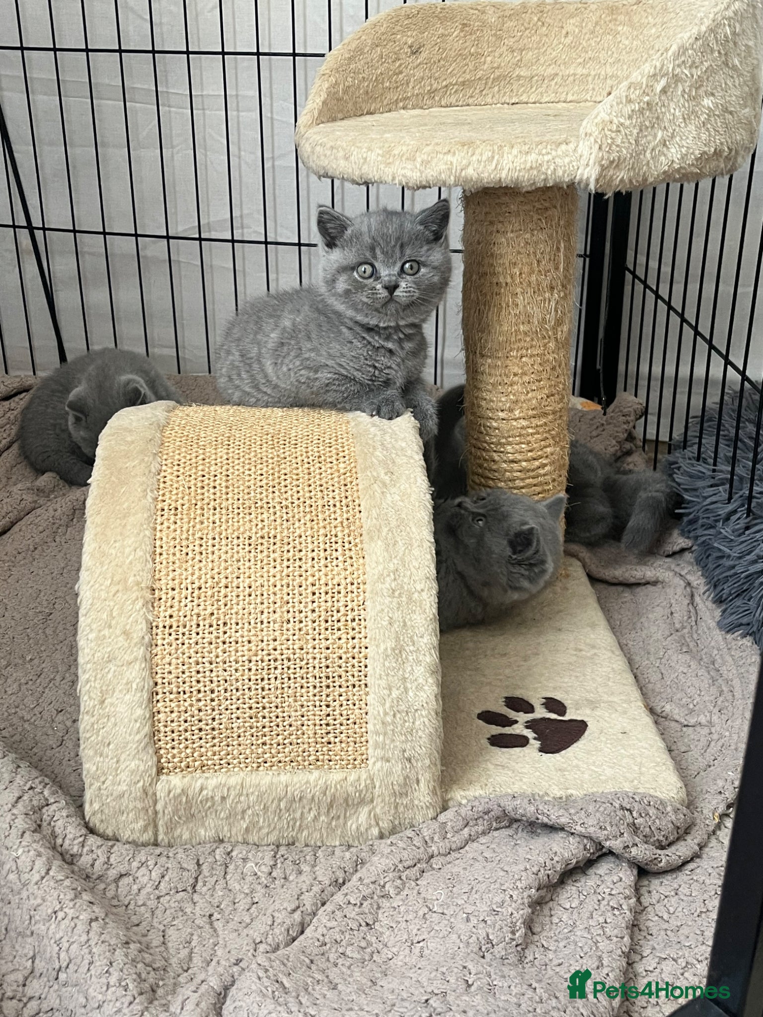 British Shorthair cats for sale: Beautiful British Shorthair Kittens - Only 4 left in Gravesend - Advert 1