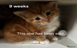 Mixed Breed cats for sale: Beautiful kittens looking for forever homes - Image 3