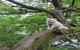 Samoyed dogs for stud: Top Quality KC Proven stud with Champion lineage  - Image 29