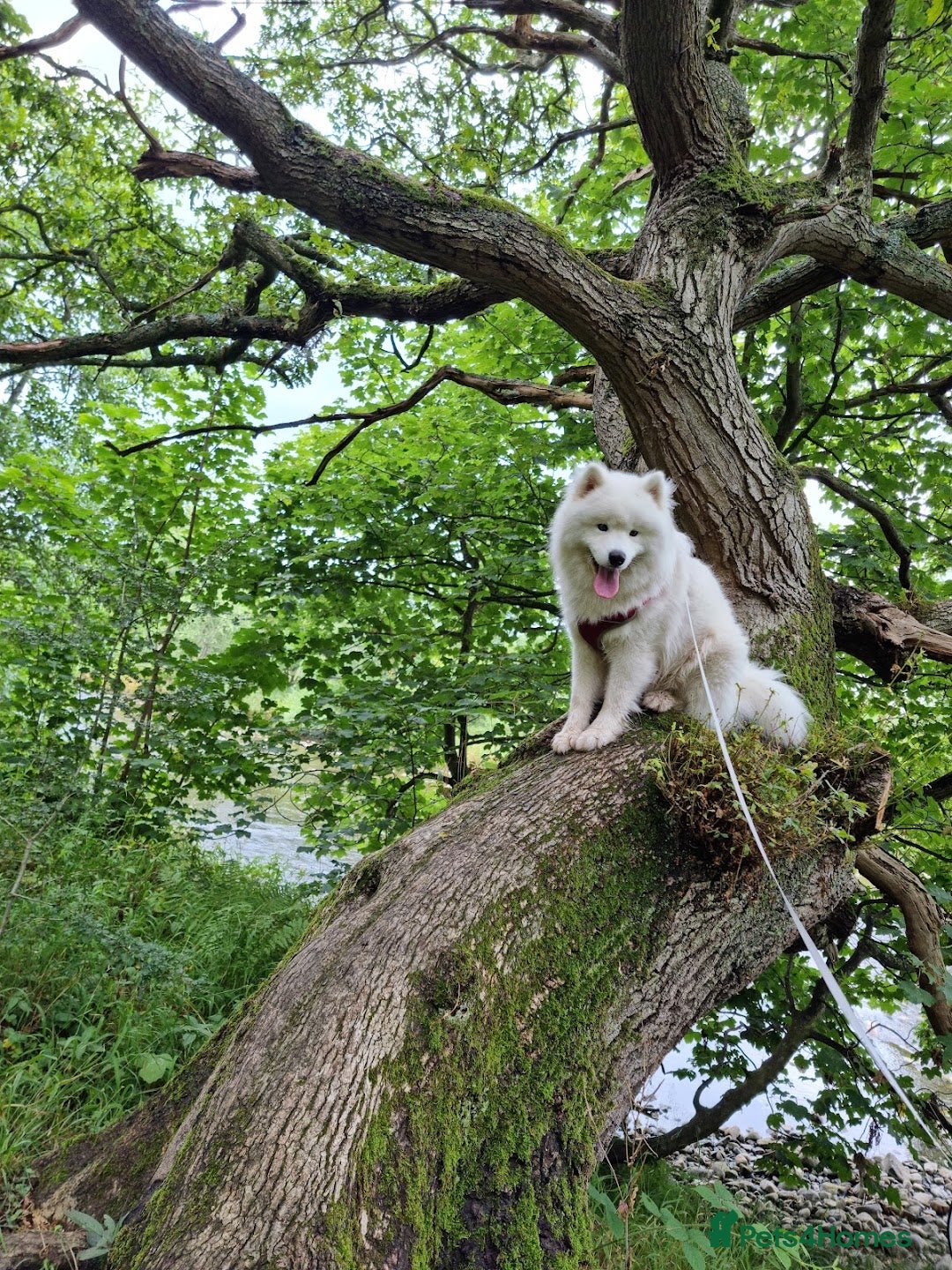 Samoyed dogs for stud: Top Quality KC Proven stud with Champion lineage  - Image 29