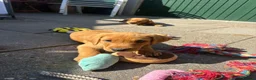 Labrador Retriever dogs for sale: Fox red Labrador  - Advert 14