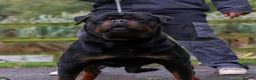 Rottweiler dogs for sale: *** Litter Due *** - Advert 6