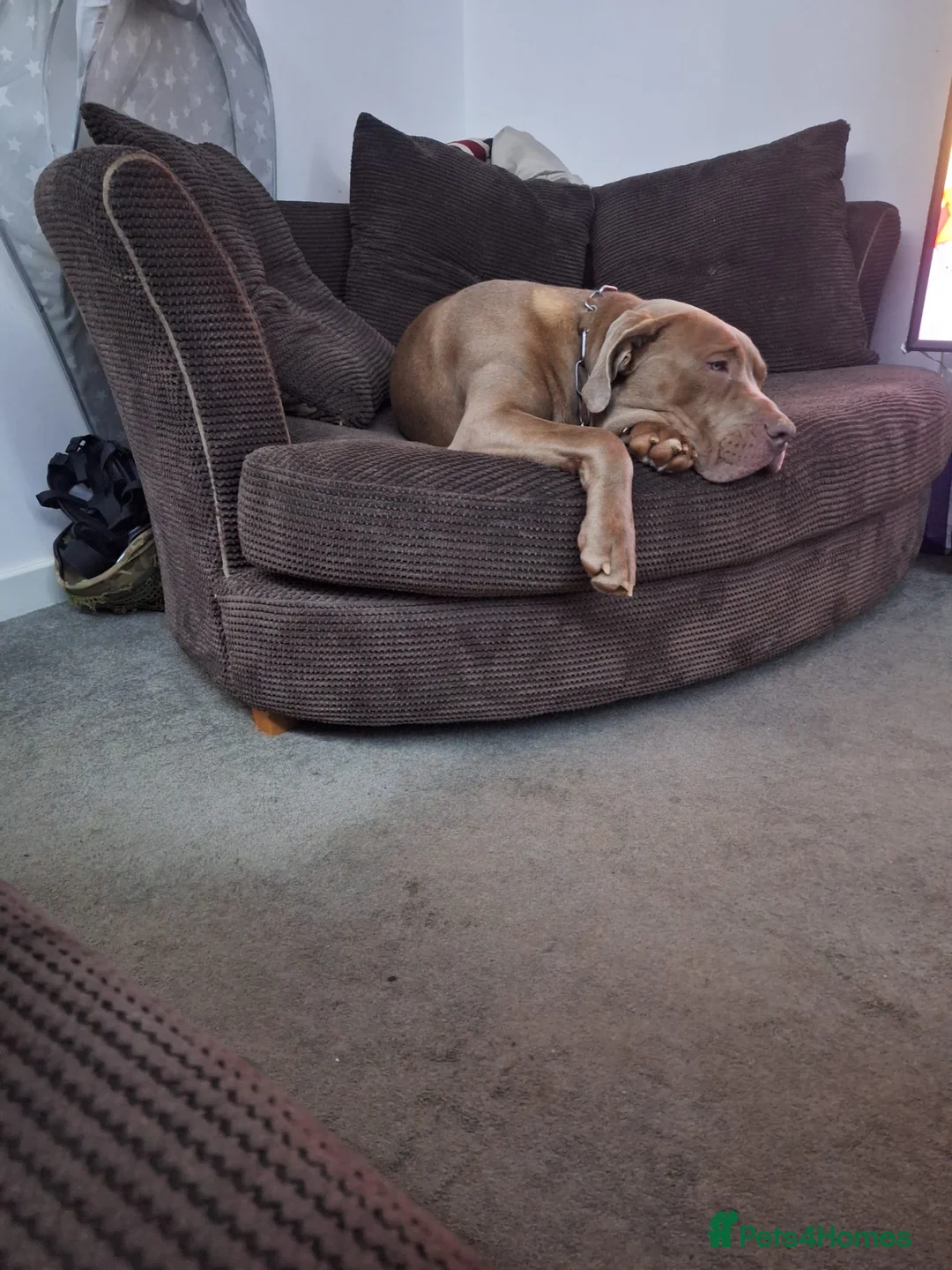 Cane Corso dogs for sale: Cane Corso - Advert 2