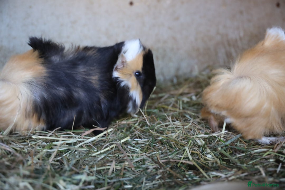 Guinea Pig rodents for sale: Peruvian Baby Boars  for Sale  - Image 4