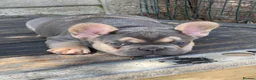 French Bulldog dogs for sale: Quality French Bulldog Puppies  - Advert 6