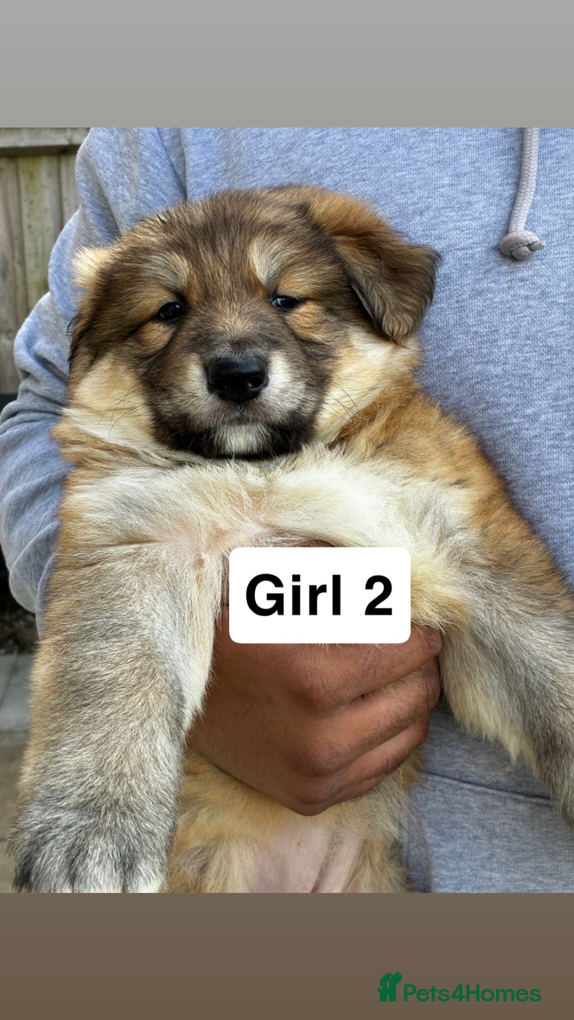 German Shepherd dogs Long haired straight back German shepherd puppies  - Advert 13