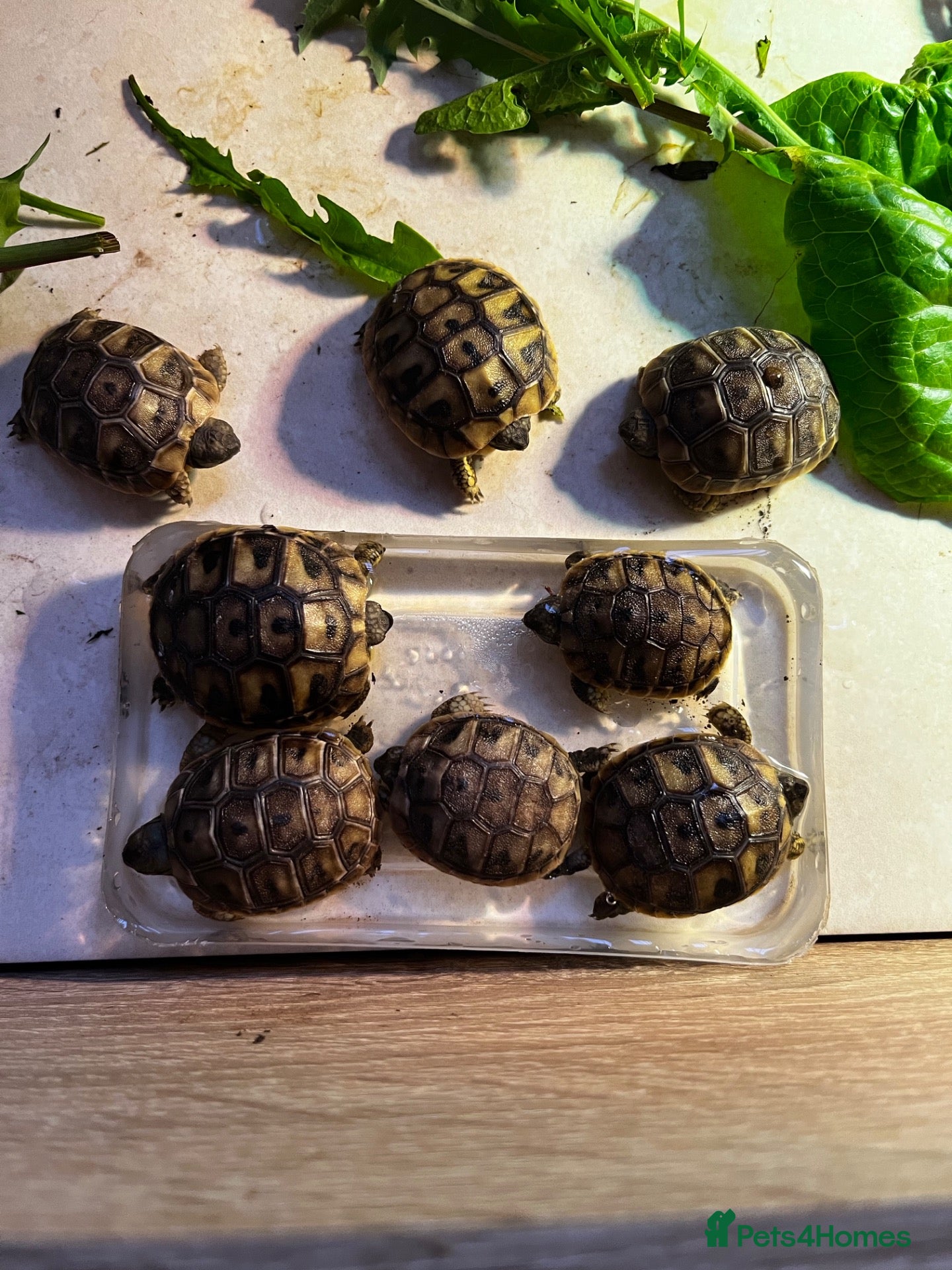 Hermann Tortoise reptiles 2026 Hermann tortoise hatchlings  - Advert 2