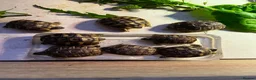 Hermann Tortoise reptiles for sale: 2026 Hermann tortoise hatchlings  - Advert 2