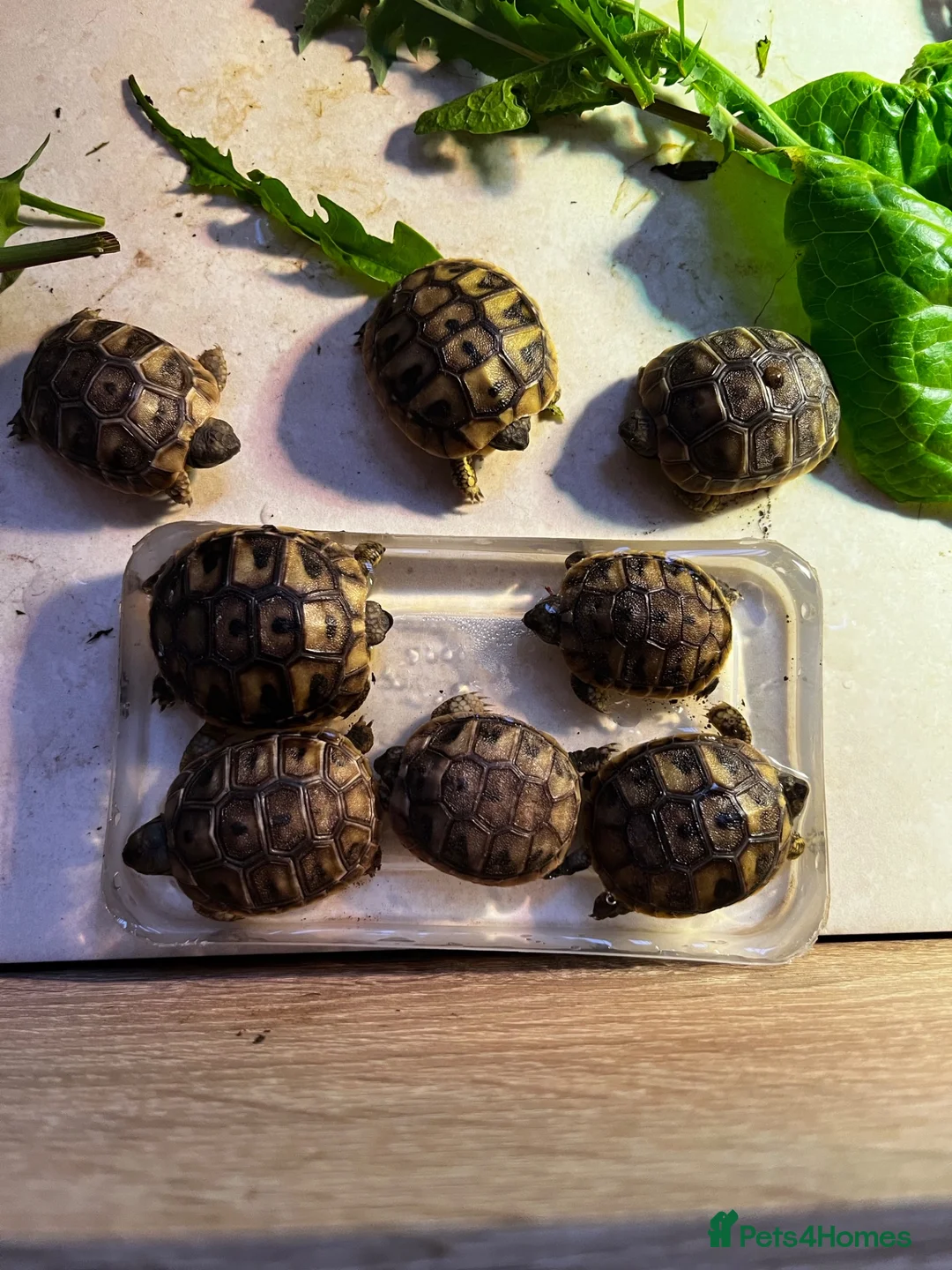 Hermann Tortoise reptiles for sale: 2026 Hermann tortoise hatchlings  - Advert 2