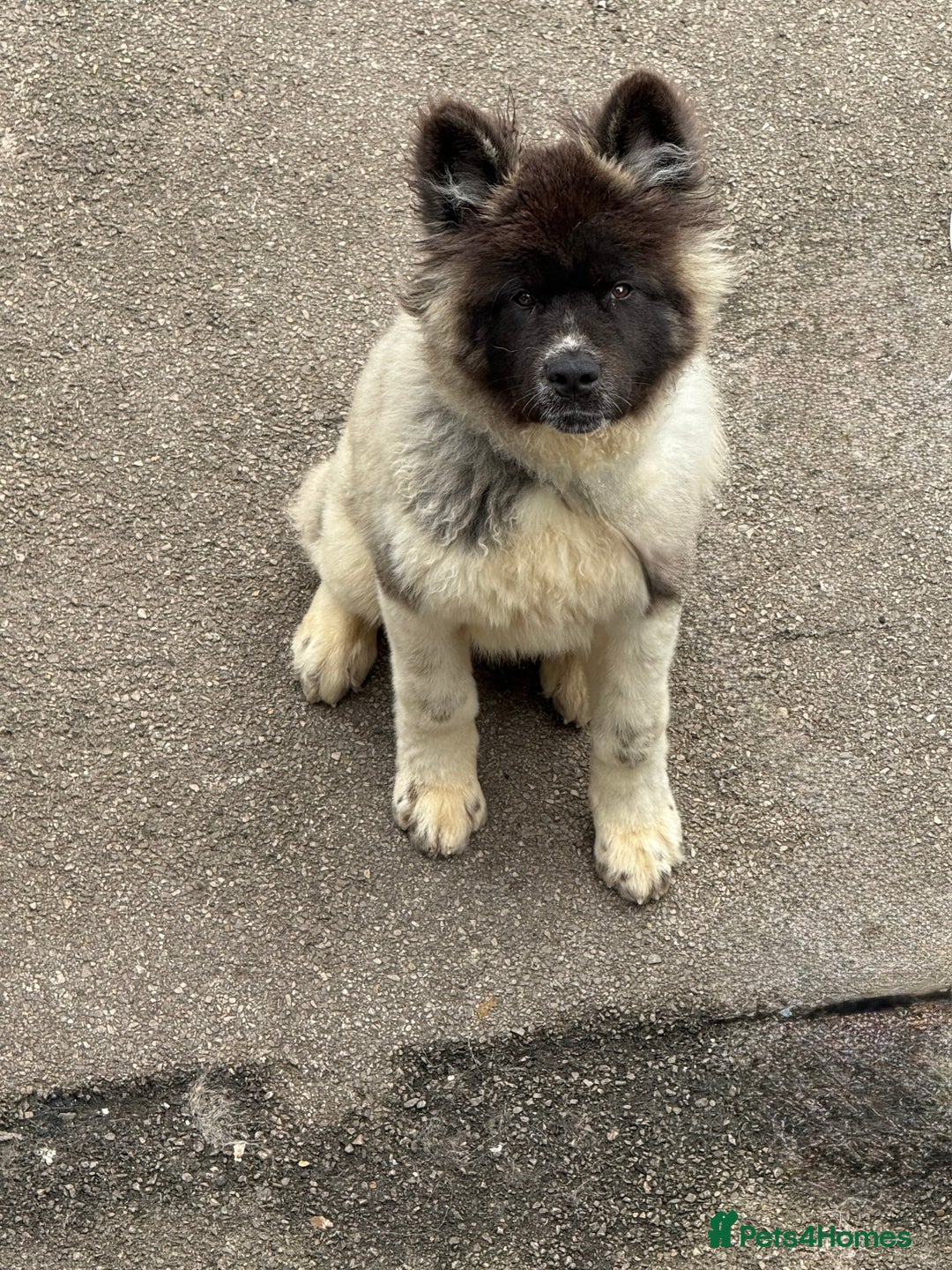 Akita dogs for sale: Big bear head Akita 1 year old  - Advert 7