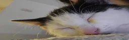 Mixed Breed cats for sale: Bean needs his forever home - Advert 2