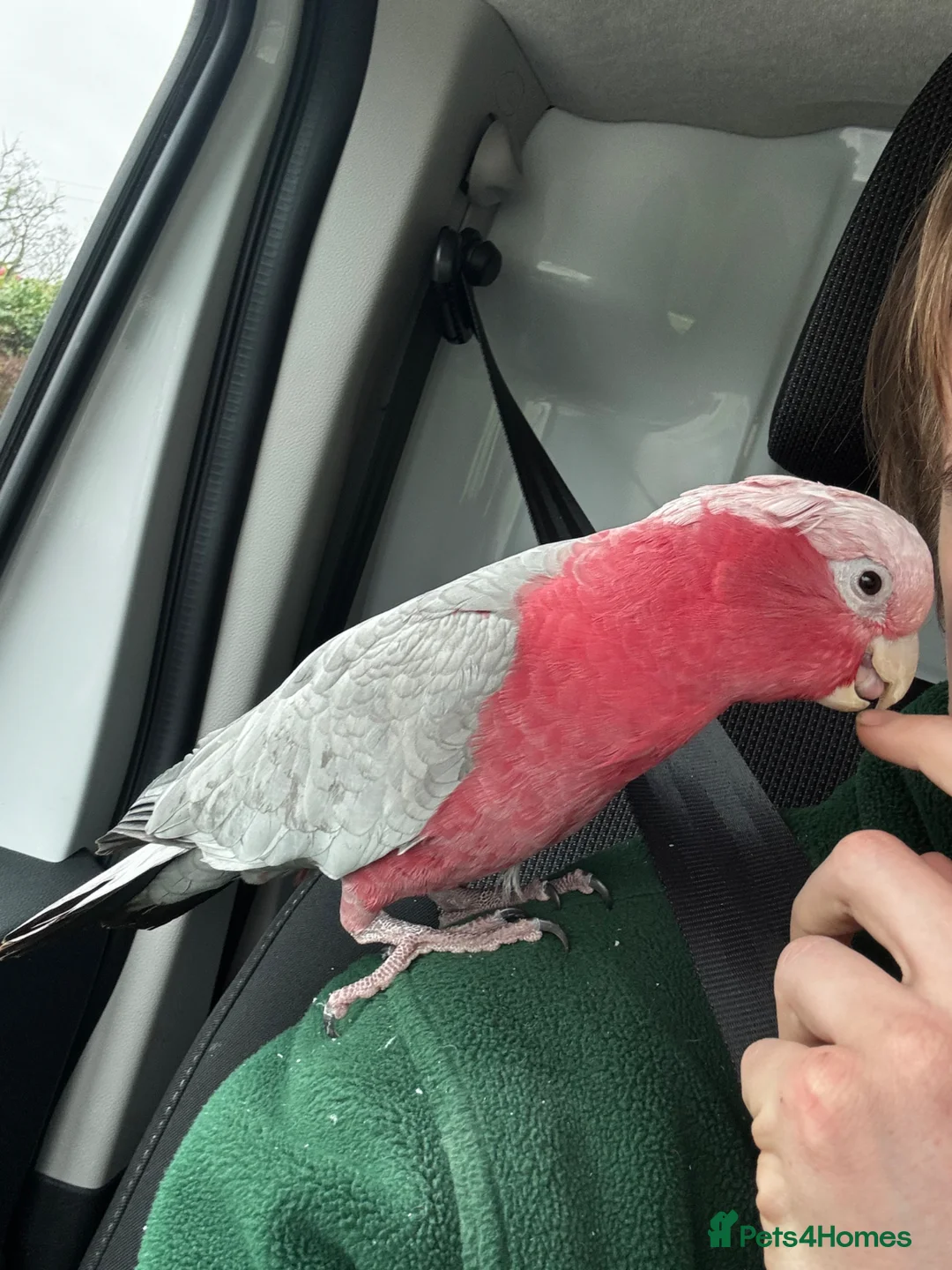 Cockatoo birds for sale: Tame galah cockatoo  - Advert 2