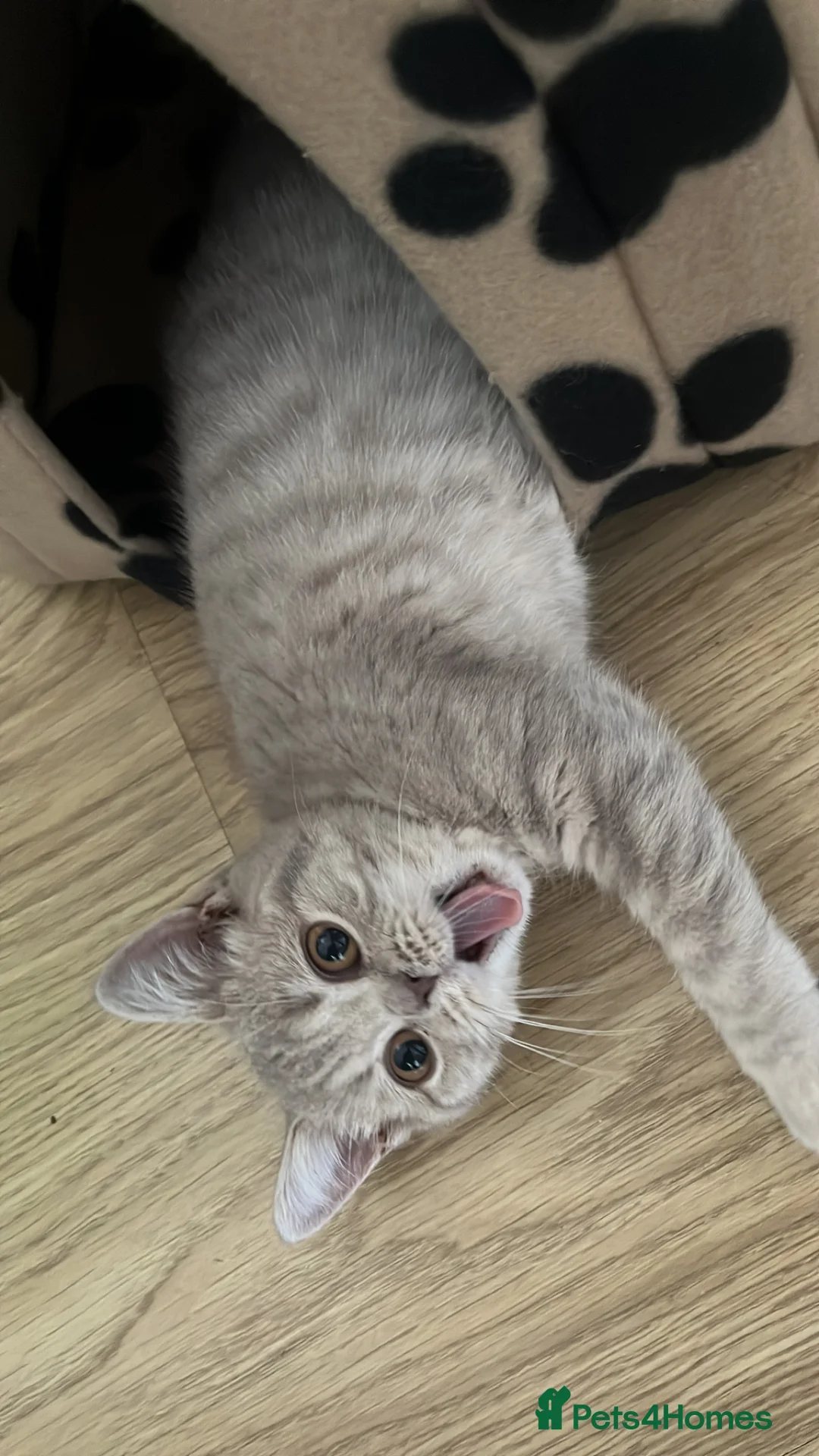 British Shorthair cats for sale: British short hair  - Advert 2