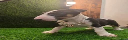 English Bull Terrier dogs for sale: 3 Beautiful English Bull Terrier Puppies  - Advert 8