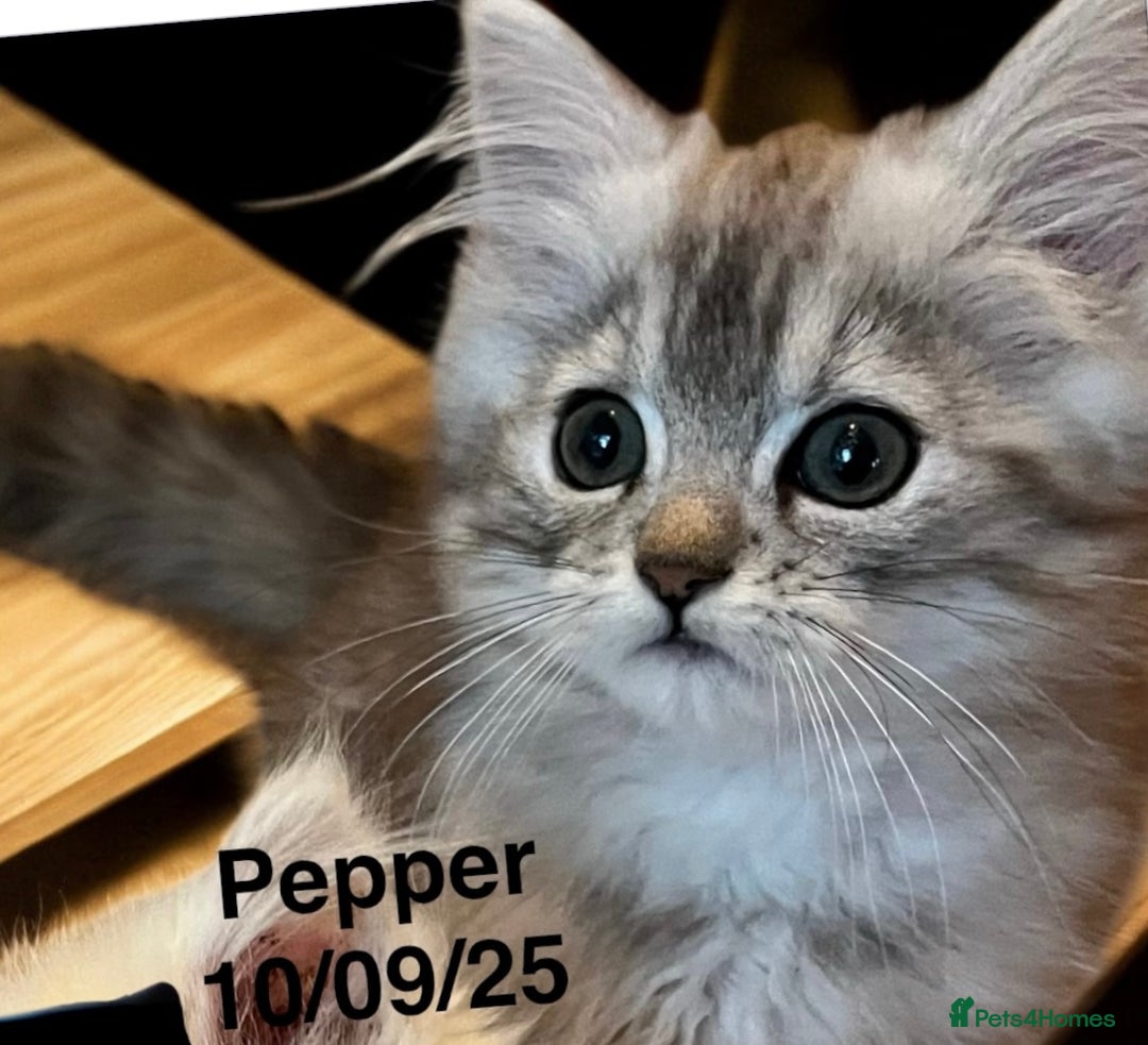 Munchkin cats for sale: Exceptional Quality & Extremely Rare Silver Minuet - Image 12
