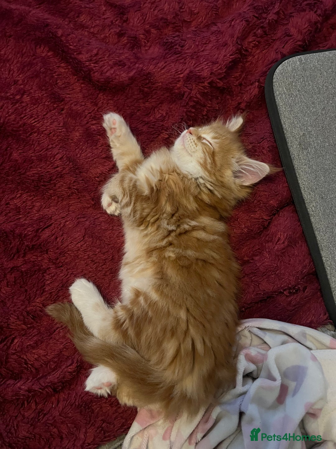 Maine Coon cats for sale: 2 Ginger Maine Coon females  - Image 17