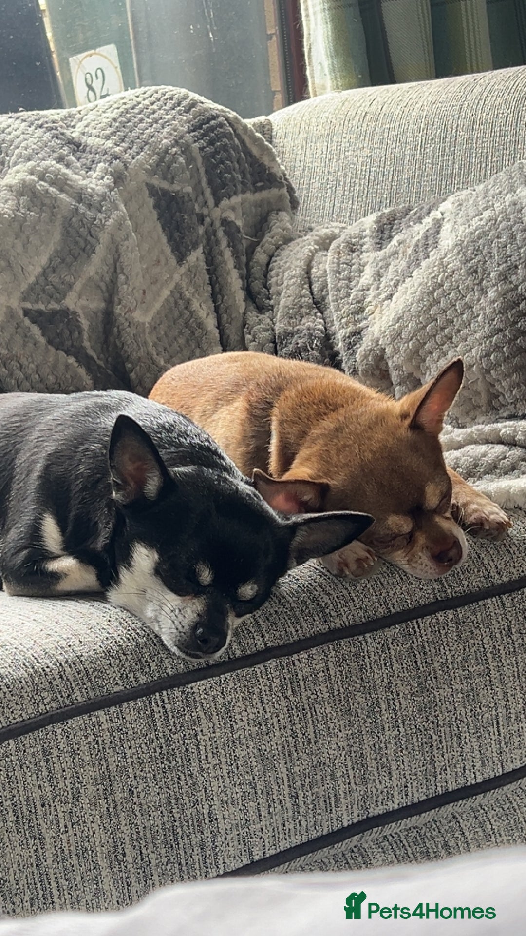 Chihuahua dogs for sale: Chocolate & tan female - Image 14