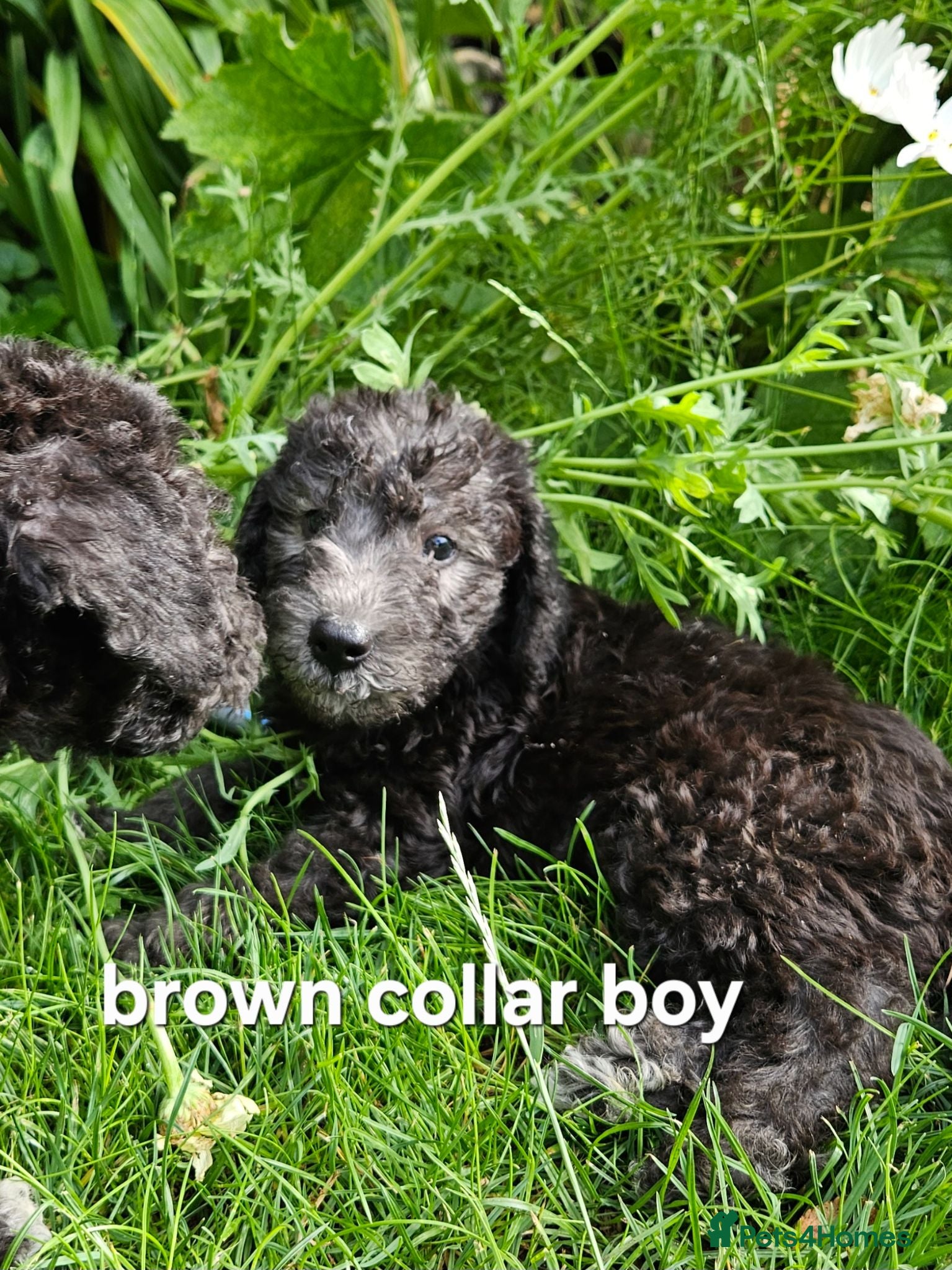 Bedlington Terrier dogs KC Registered Bedlington puppies - Advert 2