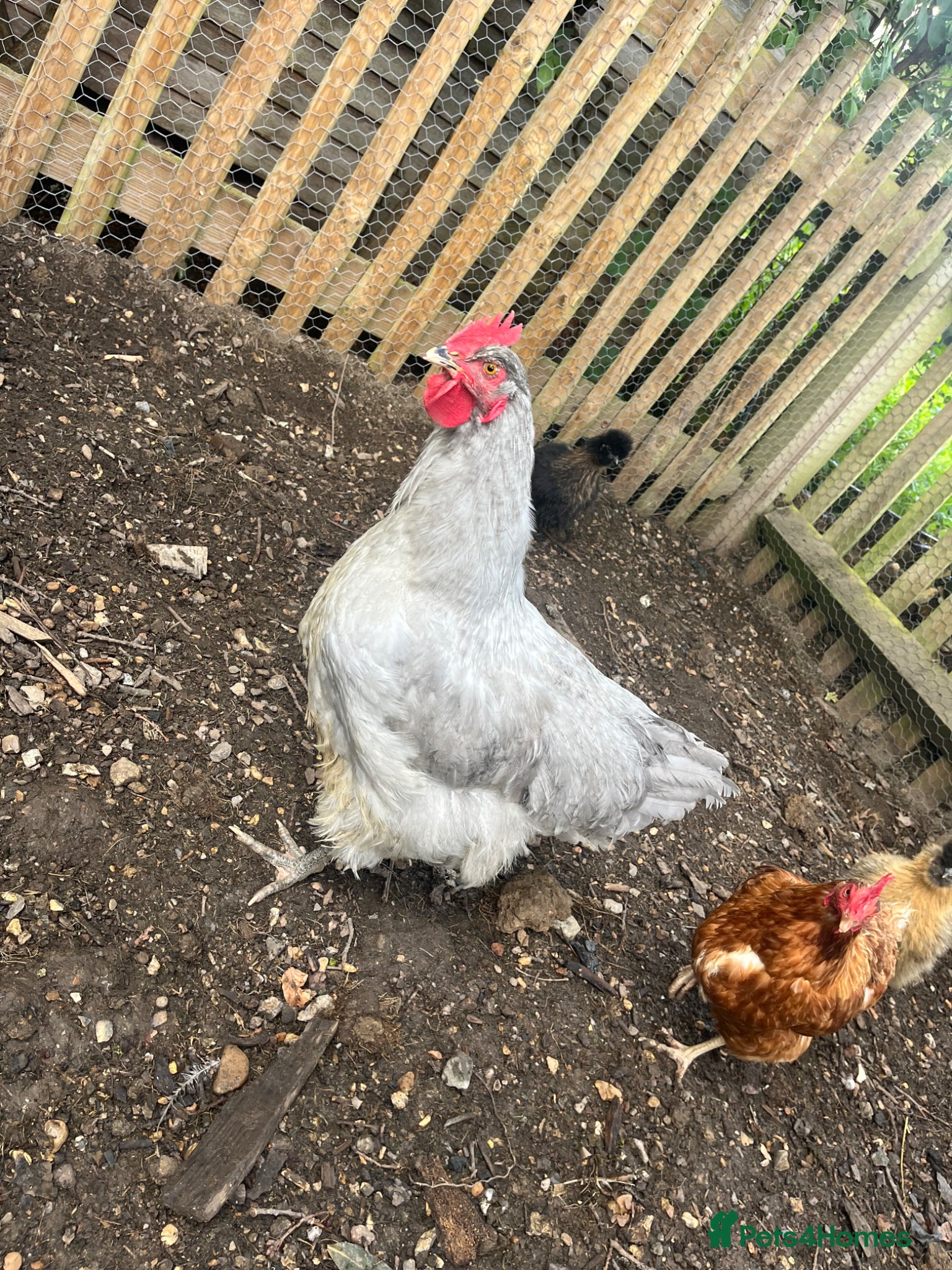 Chickens poultry Lavender Orpington Cockerel - Advert 3